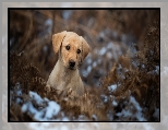 Szczeniak, Paproć, Liście, Labrador retriever, Suche, Śnieg